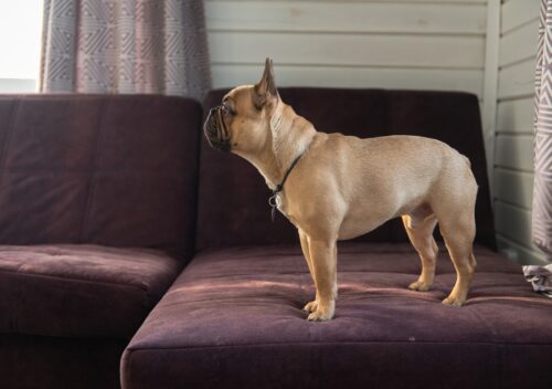 French Bulldog puppy standing on sofa at home