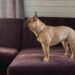 French Bulldog puppy standing on sofa at home