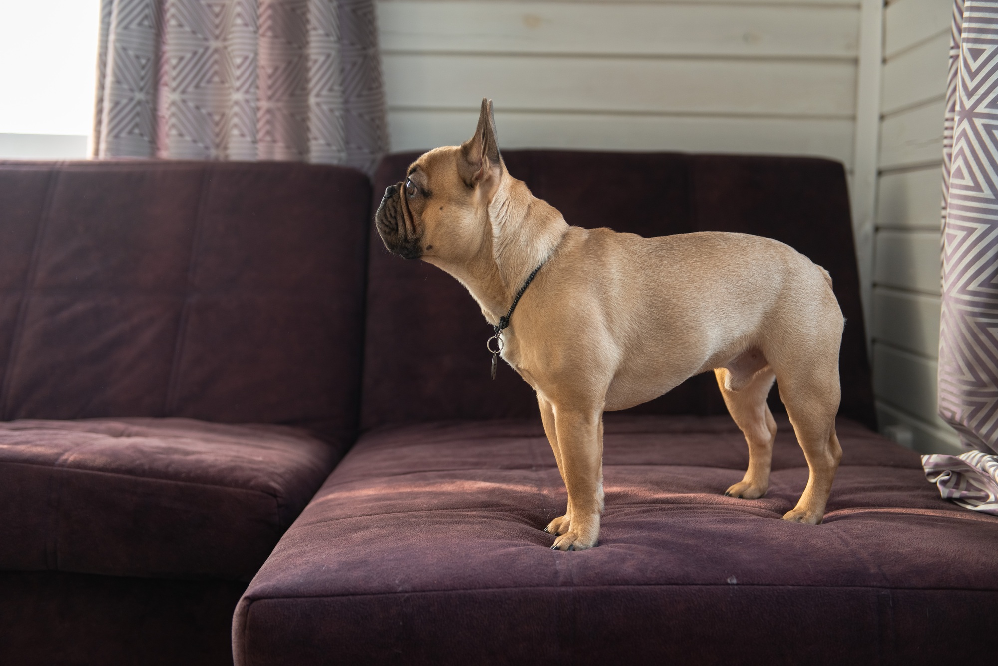French Bulldog puppy standing on sofa at home