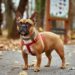 French bulldog walks in autumn park
