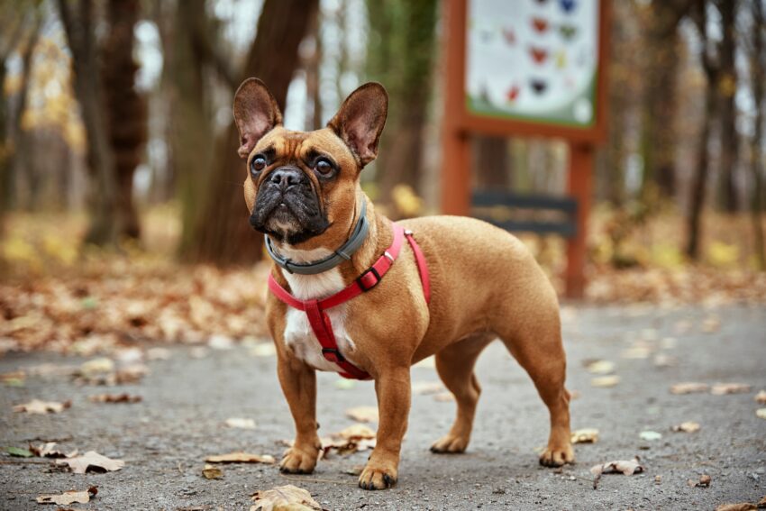 French bulldog walks in autumn park