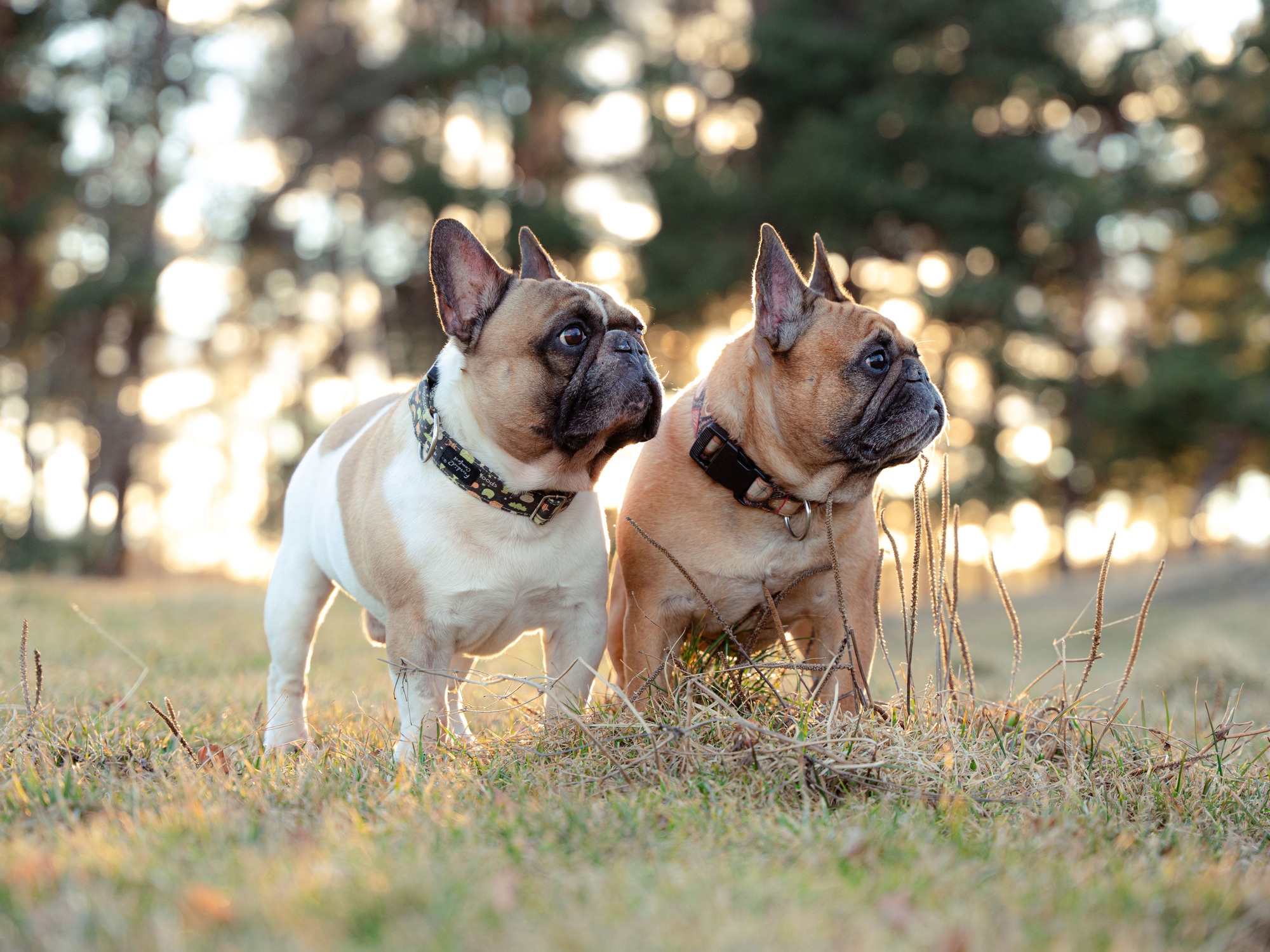Two French Bulldogs standing on grass
