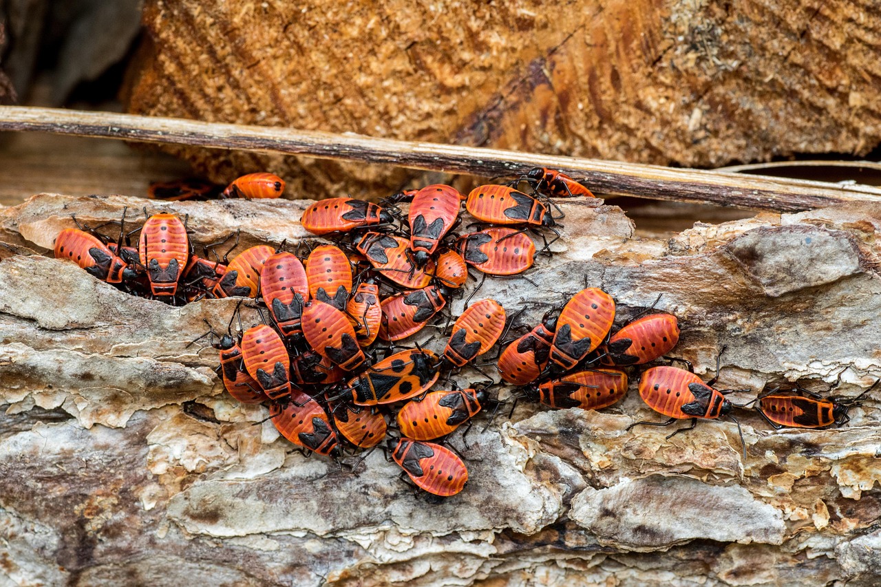 punaises marron